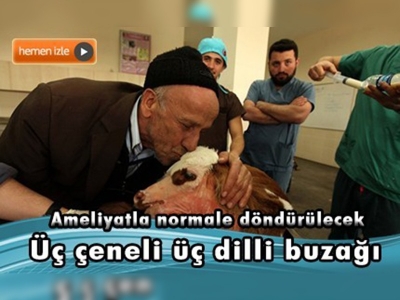 Üç çeneli üç dilli buzağı