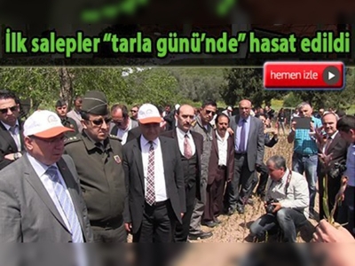 Muğla Valisi'nin katılımıyla salep hasadı yapıldı