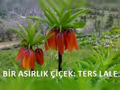 Denizli'de Ters Lale Yayla Şenliği düzenlendi