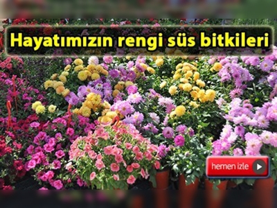 Süs bitkileri üretim alanı 50 bin dekara ulaştı