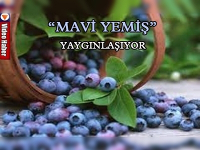 Trabzonda meyvecilik yaygınlaşıyor