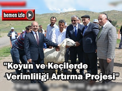 Damızlık koçlar kura ile sahiplerini buldu