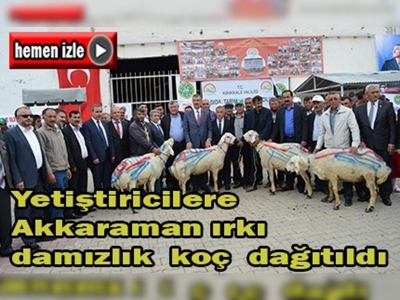 Damızlık koçlar kaliteyi artıracak