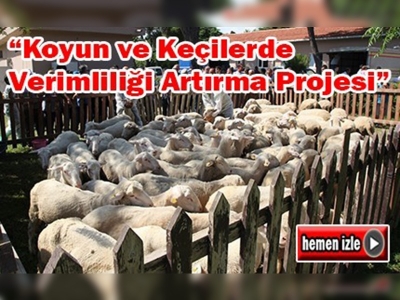 Çanakkale'de Tahirova ve Karacabey Merinos Irkı koçların dağıtımı yapıldı