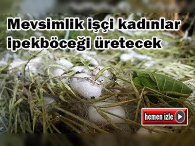 Mevsimlik işçi kadınlar ipekböceği üretecek