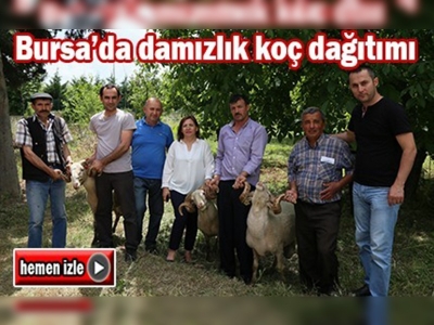 Hayvancılığı geliştirme projesi kapsamında koç dağıtıldı