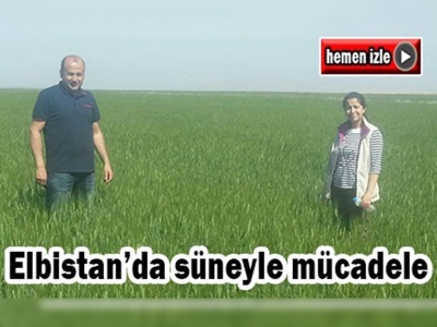 Elbistan İlçesi süne ile mücadeleye devam ediyor