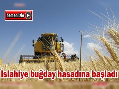 İslahiye buğday hasadına başladı