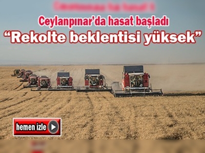 Ceylanpınar'da rekolte beklentisi yüksek