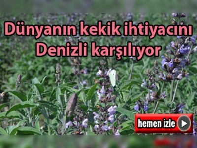 Dünyanın kekik ihtiyacını Denizli karşılıyor