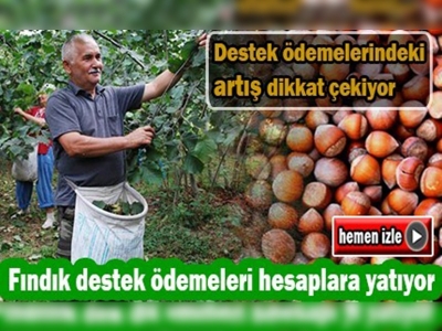 Fındık üreticisine destek ödemesi başladı