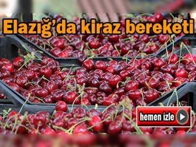 Elazığ'da kiraz hasadı başladı