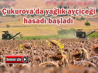 Çukurova'da yağlık ayçiçeği hasadı başladı