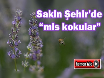 ''Sakin Şehir'de'' lavanta bereketi