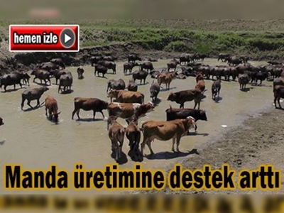 Manda üretiminde artış