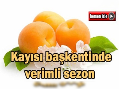 Malatya'da kayısı bereketi