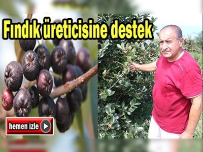 Fındık üreticisine üzümsü meyveler destek olacak