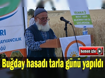 Anıza doğrudan ekim tarlasında hasat