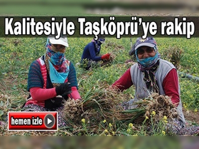 Koçovası sarımsağı Taşköprü'ye rakip