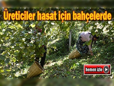 Ordu'da fındık hasadı başladı