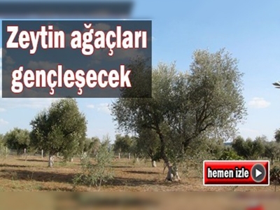 Zeytin ağaçları gençleşecek