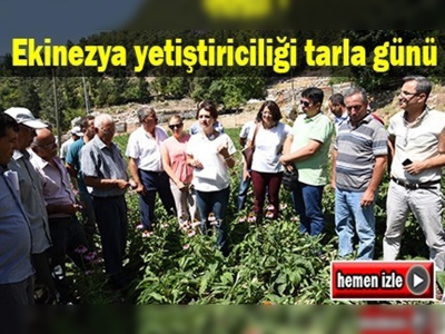 Antalya'da ekinezya yetiştiriciliği tarla günü