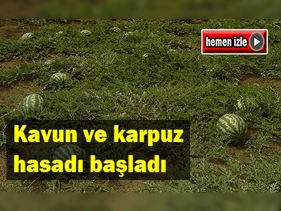 Muş'ta, kavun ve karpuzların hasadına başlandı