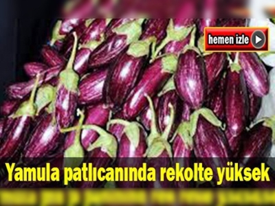 Tescilli patlıcanın rekoltesinde yüzde 100 artış