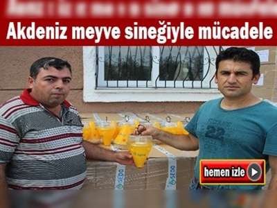 Hatay'da üreticilere meyve sineği tuzakları dağıtıldı