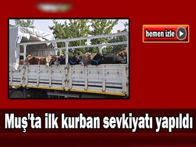 Muş'ta kurbanlık sevkiyatları başladı