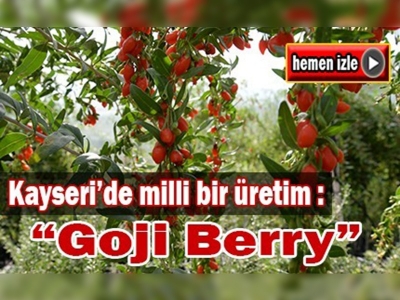 Kayseri Goji Berry'nin de üssü olmaya hazırlanıyor