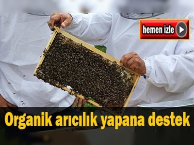 Organik arıcılık yapana kovan başına 10 lira destek