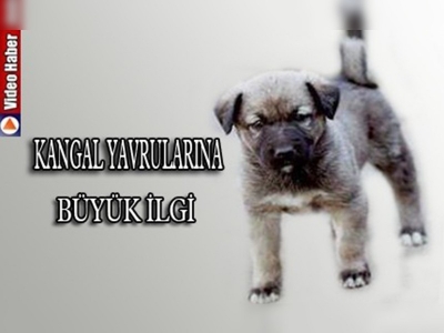 Kangal yavrularına yoğun ilgi