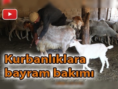 Bakımlı kurbanlıklara talep daha çok