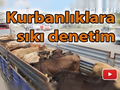 Kars'taki kurbanlıklar titiz bir sağlık kontrolü sonrası sevk onayı alıyor