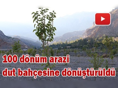 Erzurum'da örnek dut bahçesi