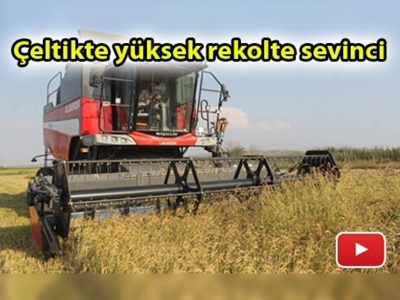 Balıkesir'de çeltik bereketi yaşanıyor