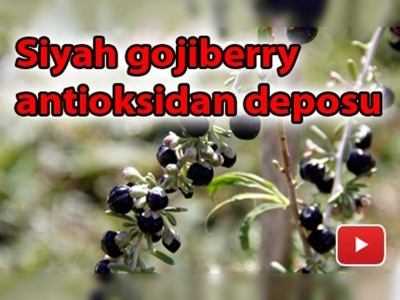 Erciyes'te siyah goji berry üretimi