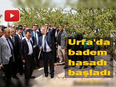 Urfa, badem üretiminde söz sahibi olacak