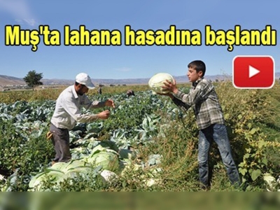 Muş'ta lahana hasadına başlandı