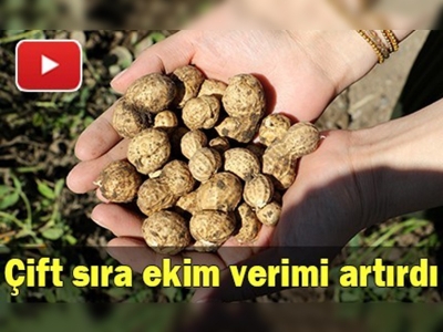 Yer fıstığında alternatif üretim