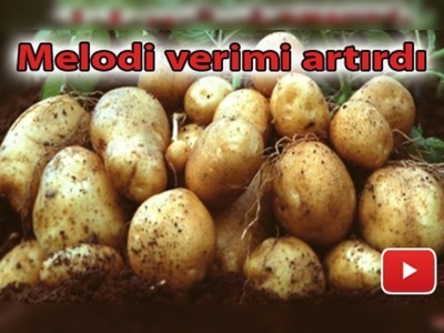 Melodi ve Agria cinsi patateslerin verimi yüksek