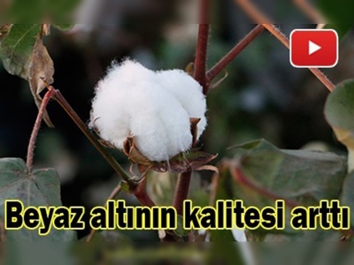 ''Beyaz altın'ın'' kalitesi temiz hasatla arttı