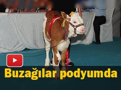 Buzağılar podyumda mücadele etti