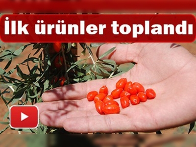 Kahramanmaraş'ta ''goji berry'' sevinci