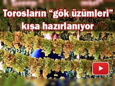 Gök üzümler tavan arasında kurutuluyor