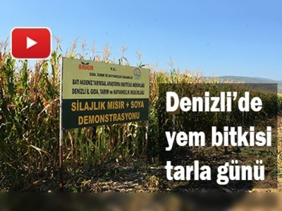 Denizli'de yem bitkisi tarla günü