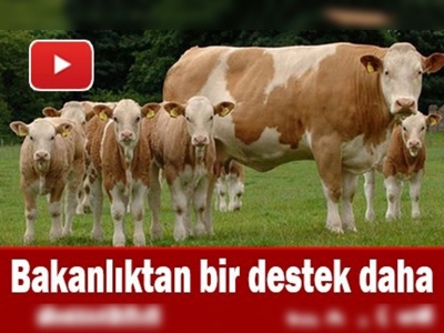 Damızlık düve yetiştiriciliğine destek