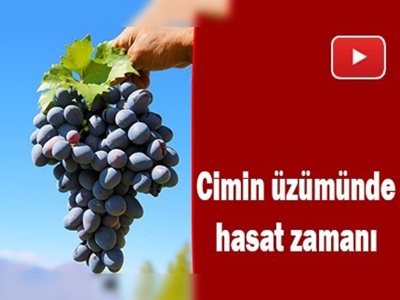 Erzincan'ın ünlü üzümünde hasat başladı