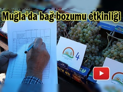 Muğla'da en iyi elma ve üzüm seçildi